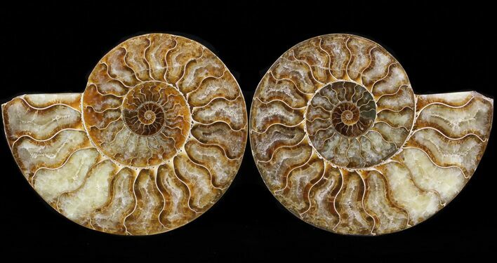Cut & Polished Ammonite Fossil - Agatized #39500